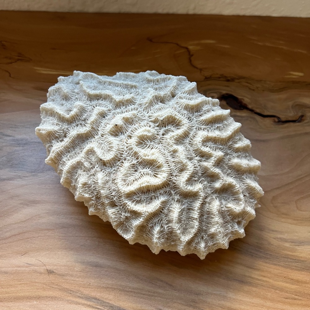 Natural White Brain Coral Specimen Beach Coastal Home Decor 7” - Picture 2 of 4